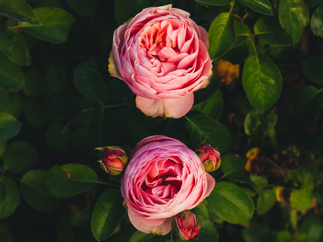 Rosa Pink 'N Pretty™