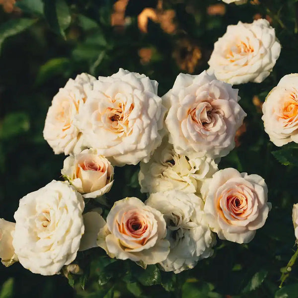 Rosa_Della_Oct_1_grande.jpg?v=