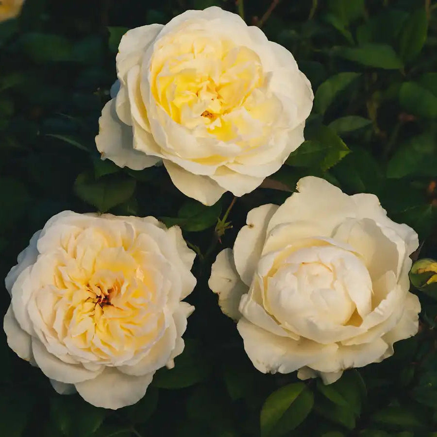 Peach Rose Bush Collection | April & Ashley