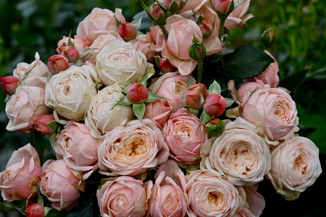 A bunch of Lady Ella roses with peachy outer petals and an apricot center, featuring green leaves.