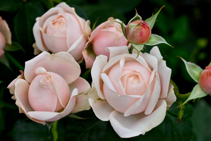 Close-up of pink roses with green leaves in the background