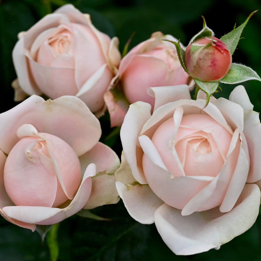 Rosa Lady Ella™ Pale Green, Peach & Apricot | April & Ashley