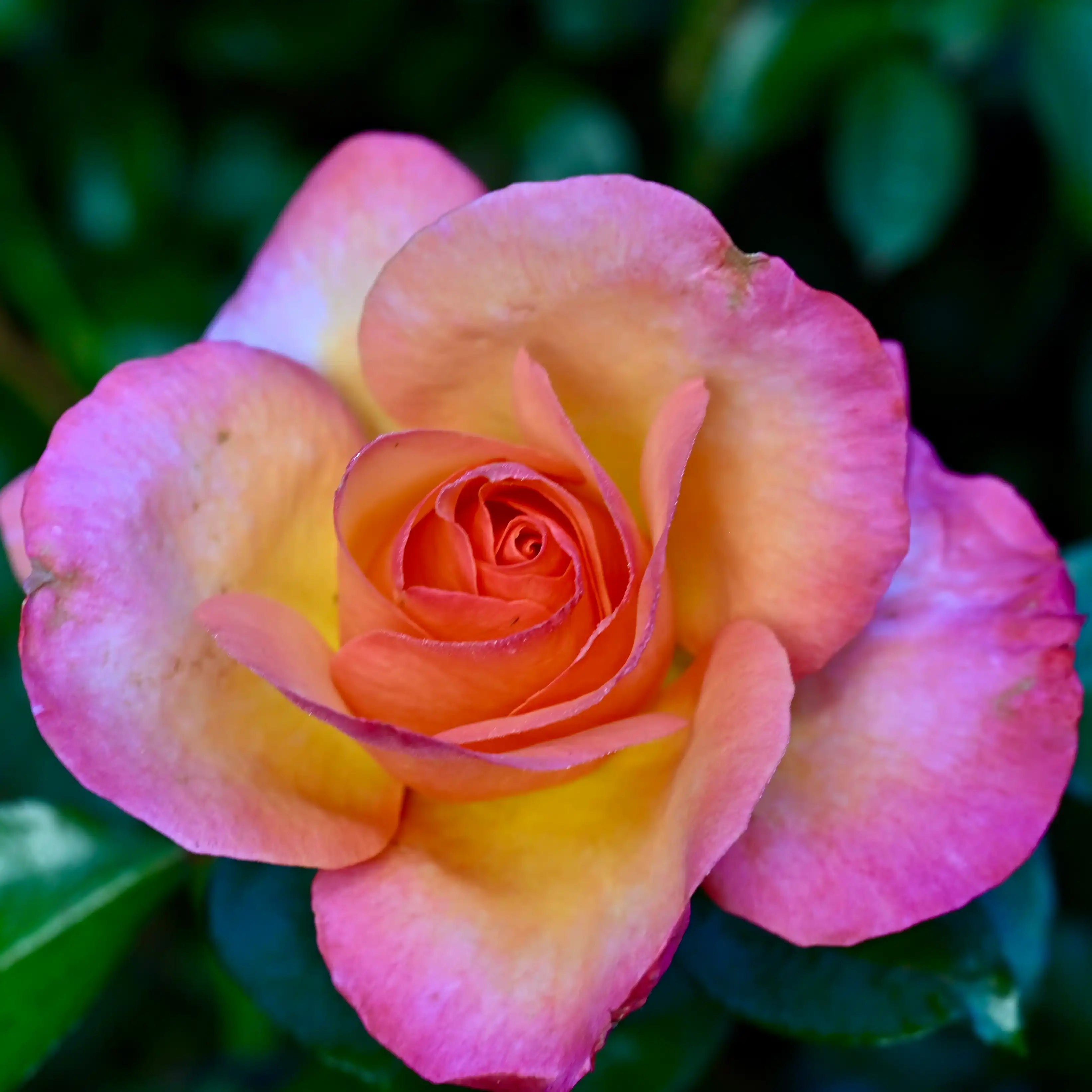 Hardiness Zone 8 Rose Bush Collection | April & Ashley