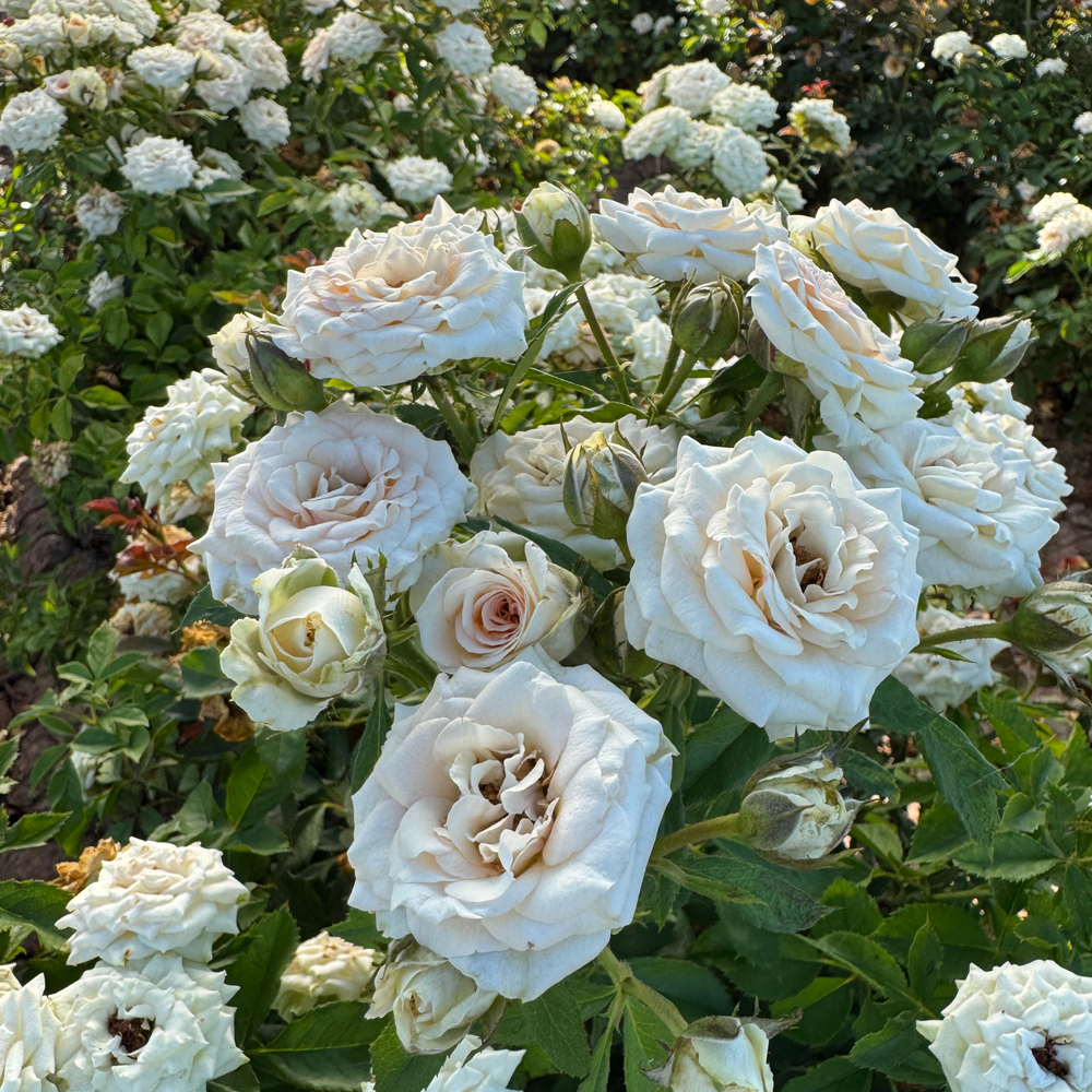 Bluster of white roses