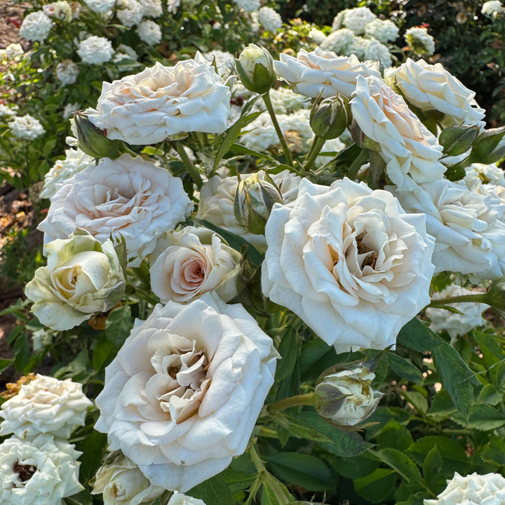 Close-up of white and light pink roses with green leaves in a garden setting.