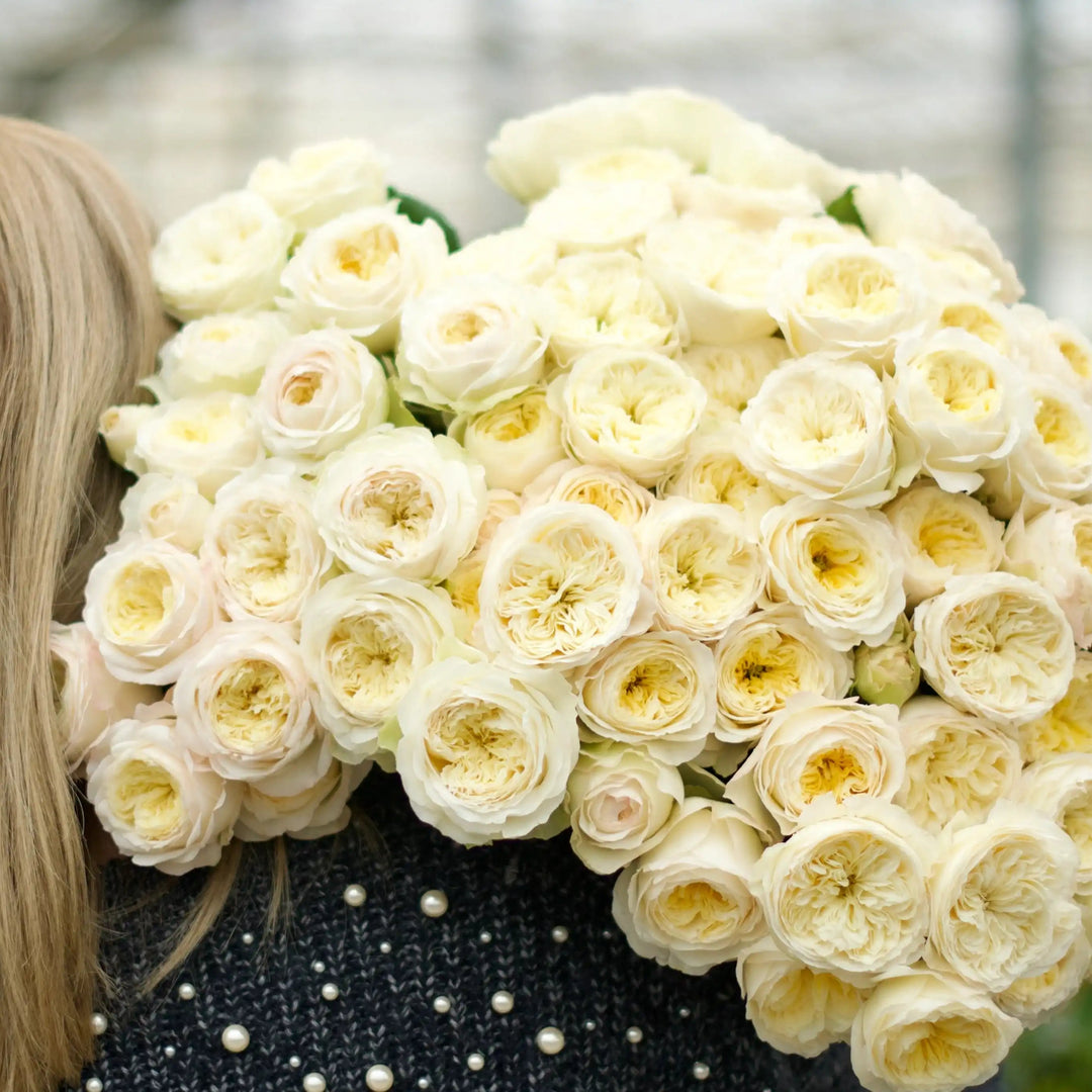 Royal Park Creamy Butter-Yellow Rose | April & Ashley Bud & Bloom Pot Royal Park Creamy Butter-Yellow Rose | April & Ashley Bud & Bloom Pot