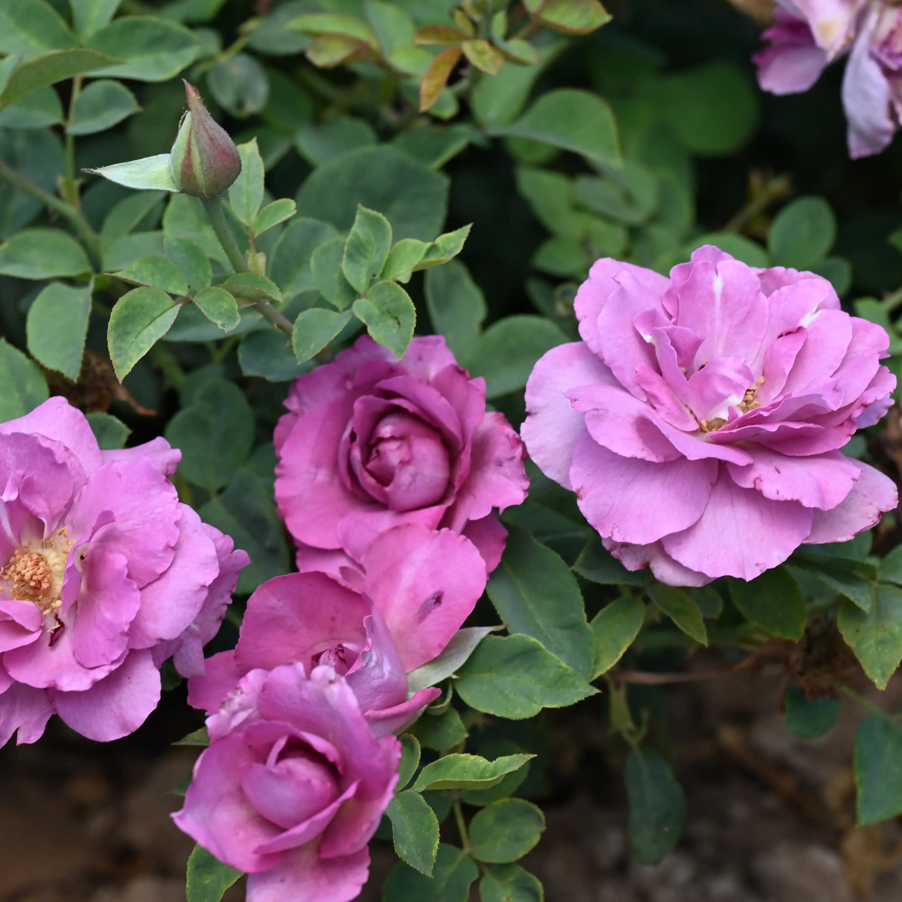 Hardiness Zone 7 Rose Bush Collection | April & Ashley