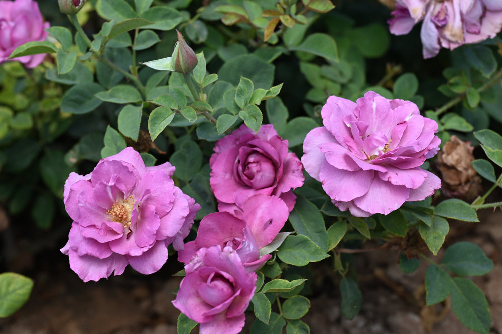 Close-up of pink roses with green leaves