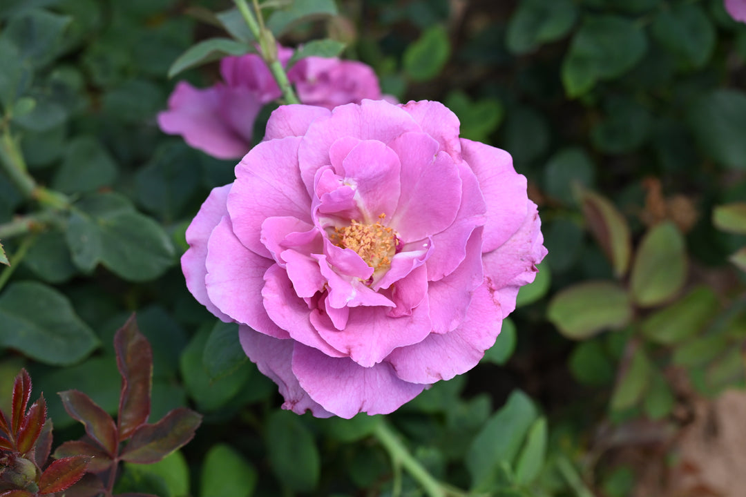 Close-up of a pink rose with green leaves in the background