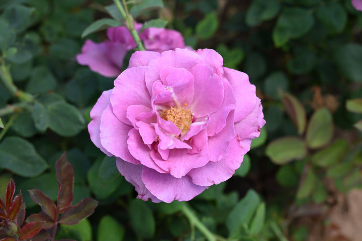 Close-up of a pink rose with green leaves in the background