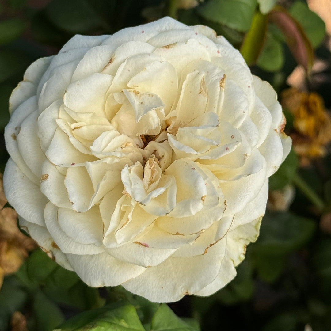 Close-up of a white rose with a blurred green background