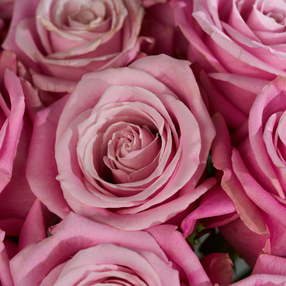 Close-up of pink roses with a soft focus