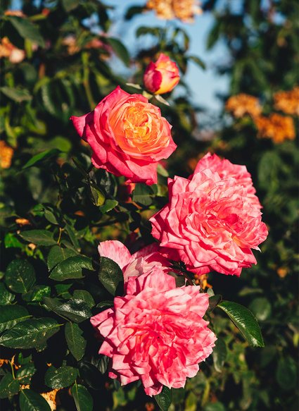 Rose Bushes