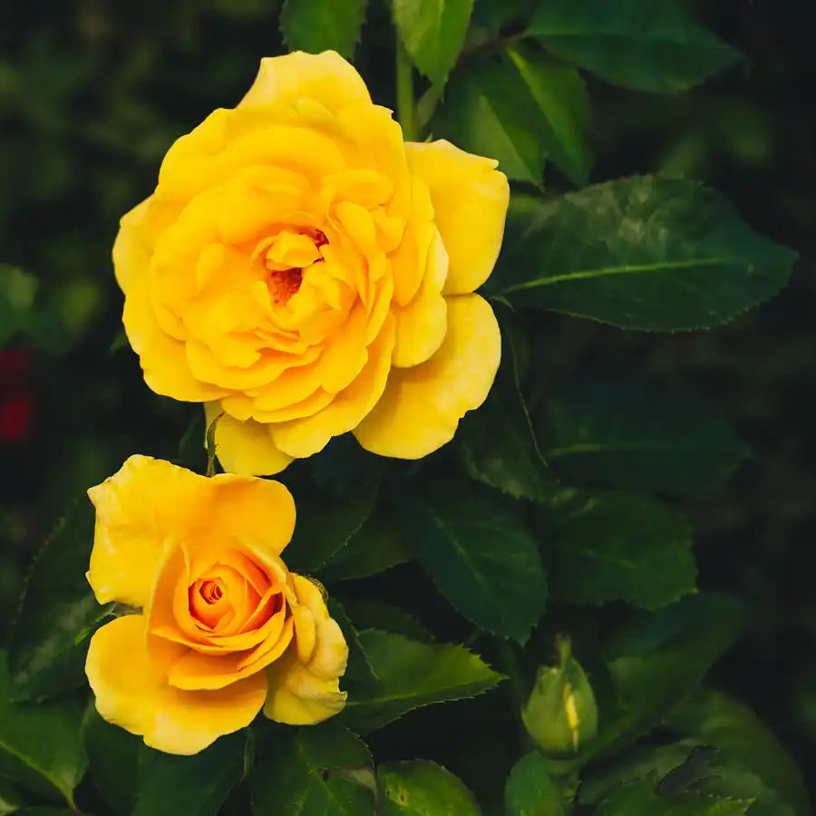 Jan Spek Rozen Rose Bushes | April & Ashley