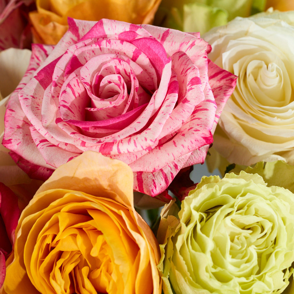 Close-up of colorful roses including pink, yellow, and green.