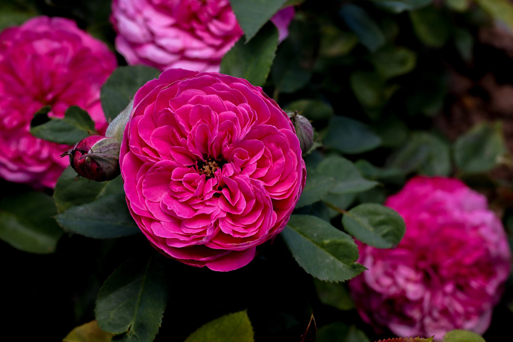Close-up of vibrant pink flowers with green leaves