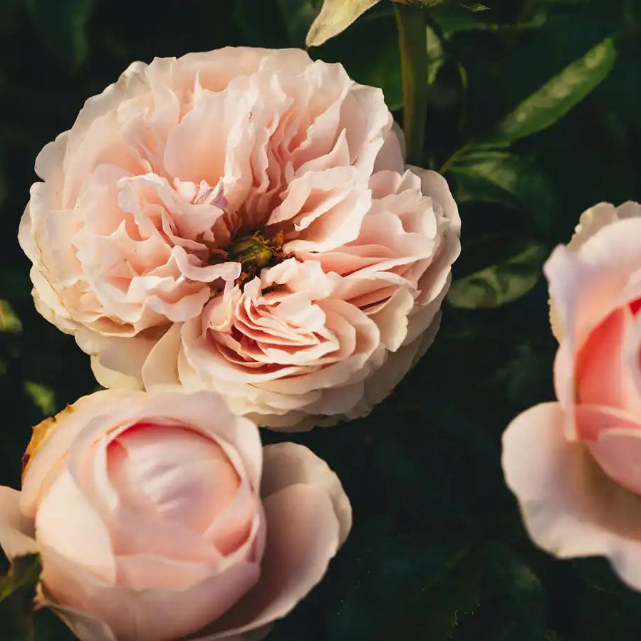 Sandstone™ – April & Ashley