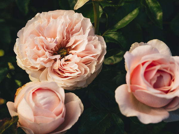 Sandstone™ – April & Ashley