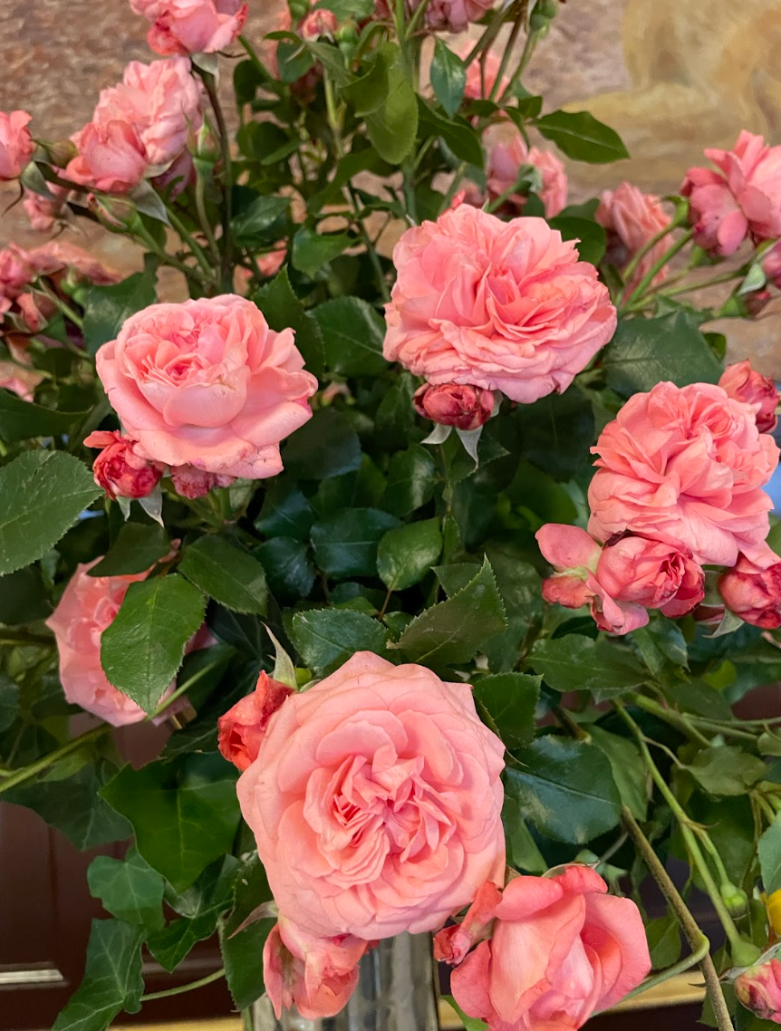 Pink rose bush with green leaves