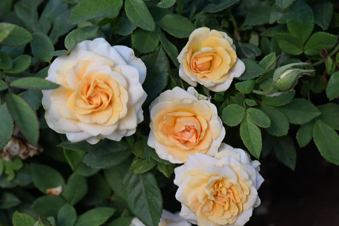 White roses with a yellow interior.
