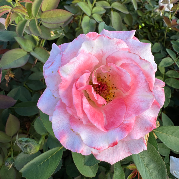 Closeup of pink bloom