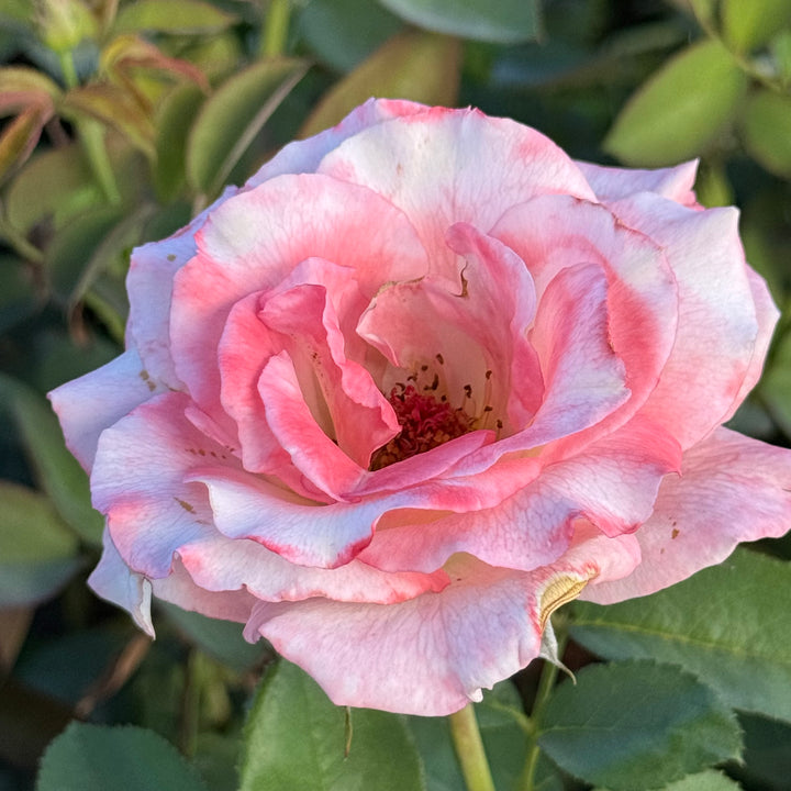 Close-up of a pink rose with green leaves in the background