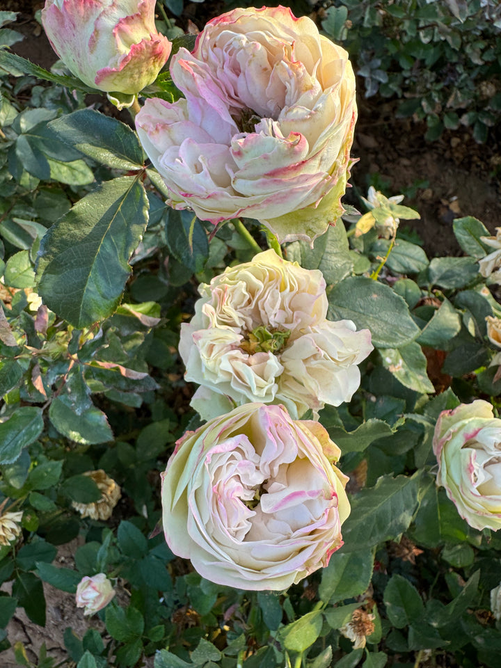 A rose with petals that transition from cream white to a delicate blush pink, with a fresh green center at the core.