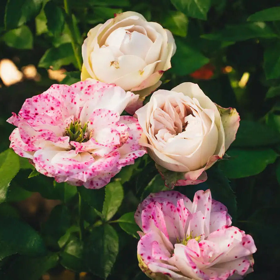 Jan Spek Rozen Rose Bushes | April & Ashley
