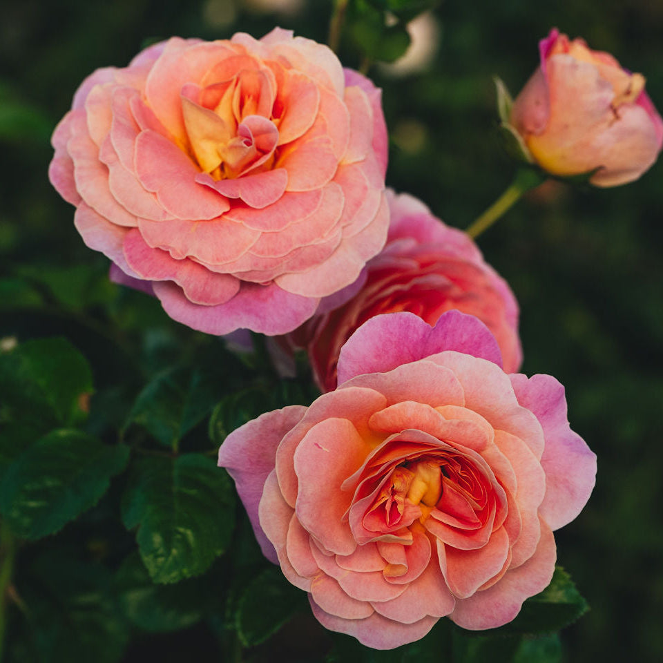 Close-up of pink roses with a blurred green background