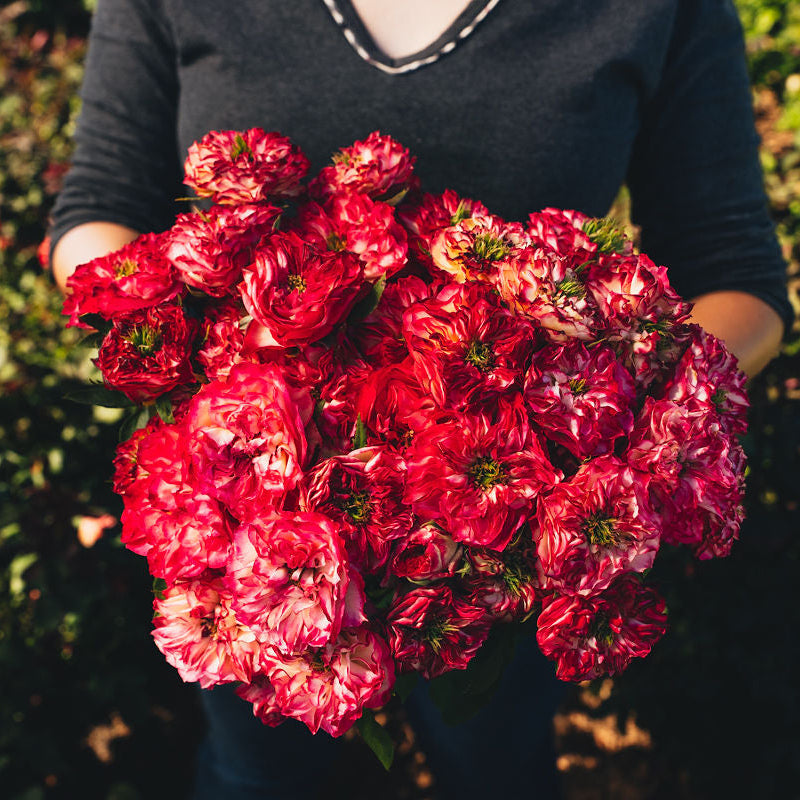 Person holding a bouquet of red flowers against a blurred natural background