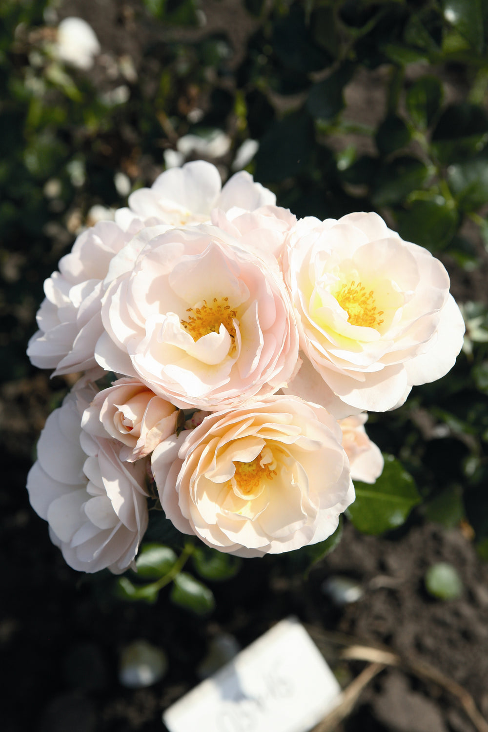 A cluster of peach-colored roses with white centers, transitioning from a warm hue to a softer shade, awarded for their fragrance and visual appeal.