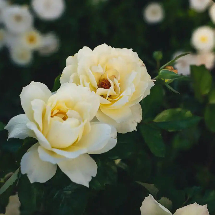 Hardiness Zone 8 Rose Bush Collection | April & Ashley