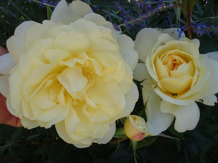 Close-up of yellow roses with a blurred background