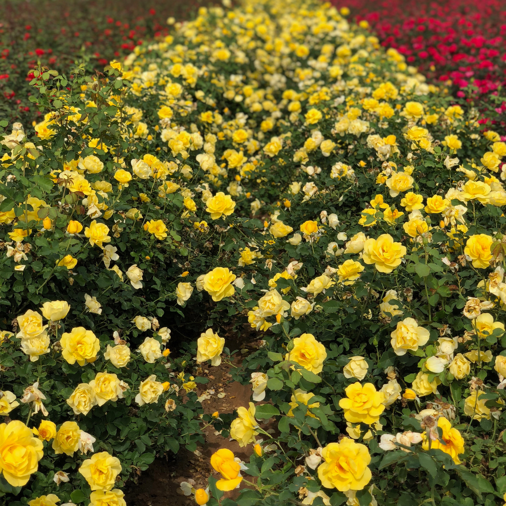 Field of yellow flowers with a blurred background of red and pink flowers