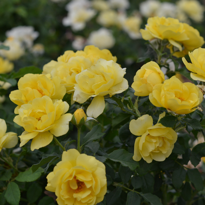 Cluster of yellow roses with green leaves in a garden setting