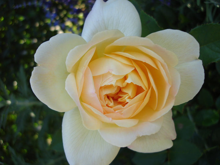 Close-up of a yellow rose with a blurred green background