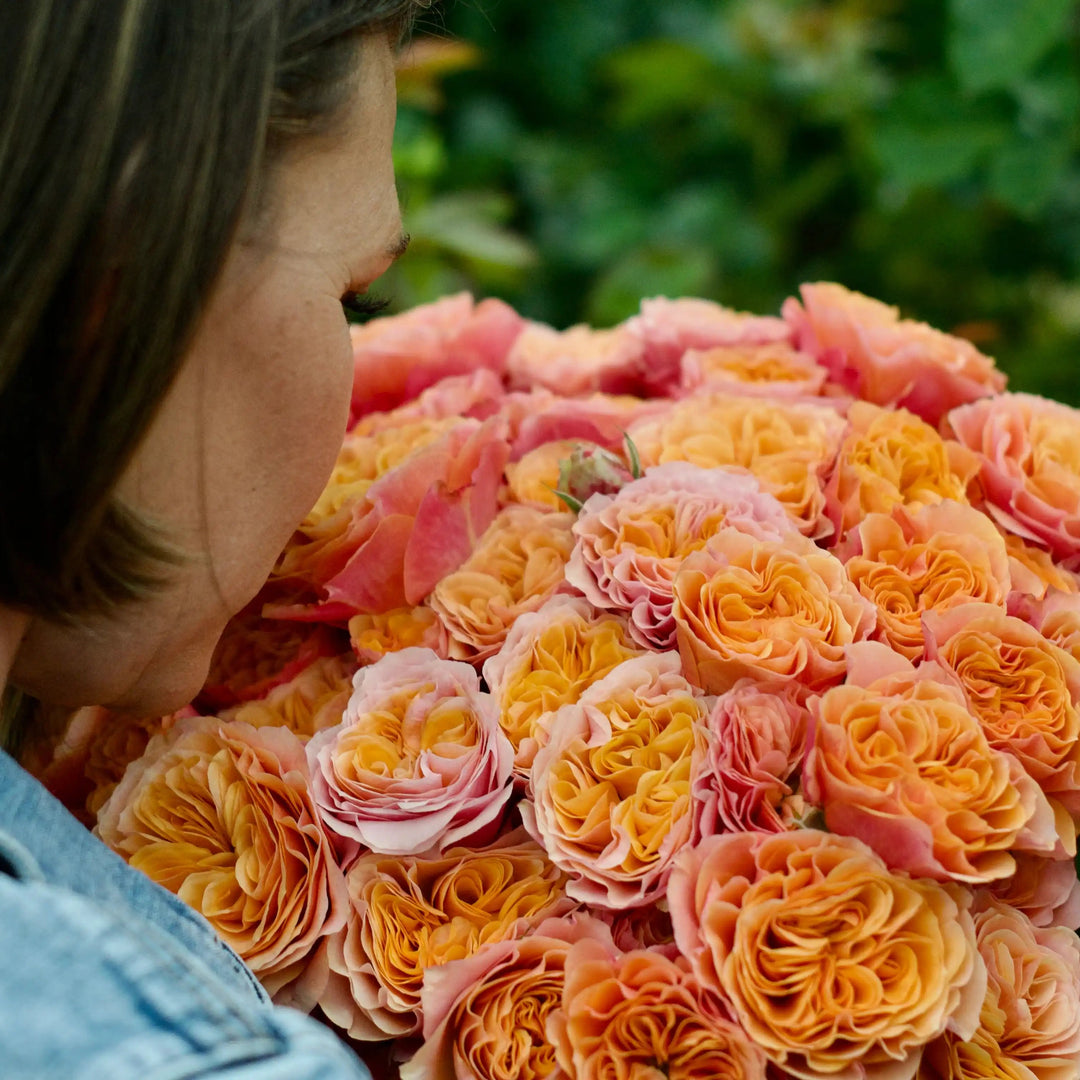 Winter Park Roses South Park™ Pink & Fiery Orange Rose | April & Ashley