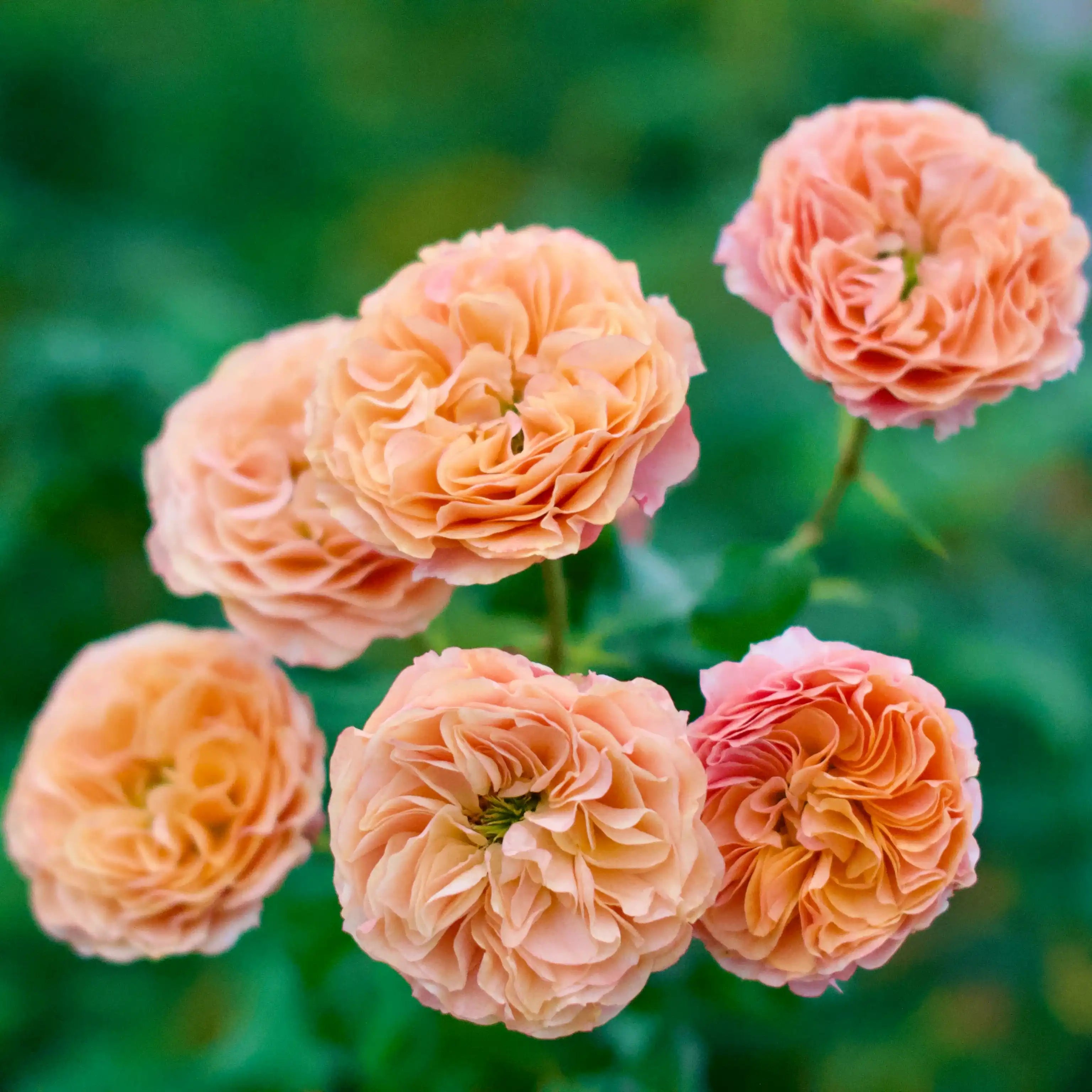 South Park™ Pink & Fiery Orange Rose | April & Ashley