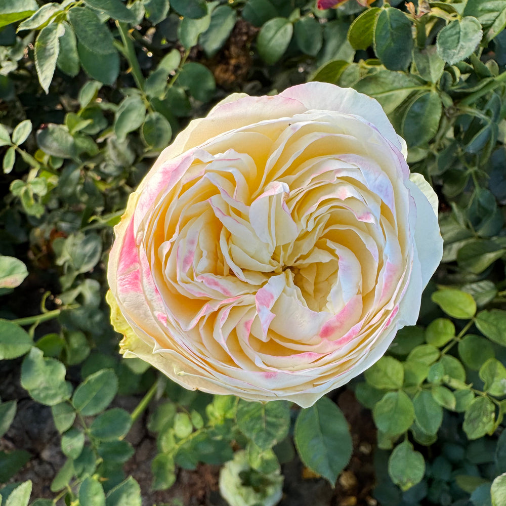 Close-up of a pink and white rose with green leaves in the background