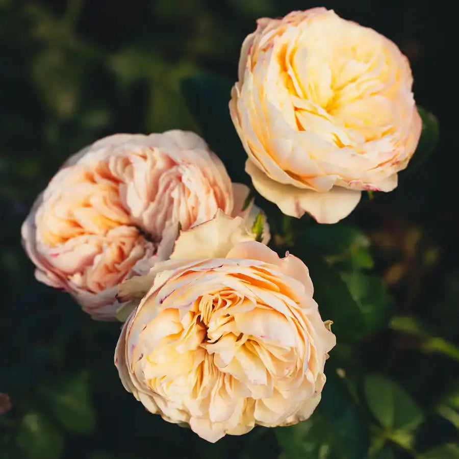 Jan Spek Rozen Rose Bushes | April & Ashley