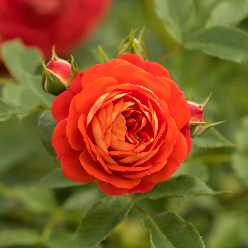 Close-up of a vibrant red rose with green leaves in the background
