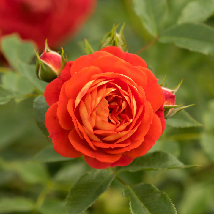 Close-up of a vibrant red rose with green leaves in the background
