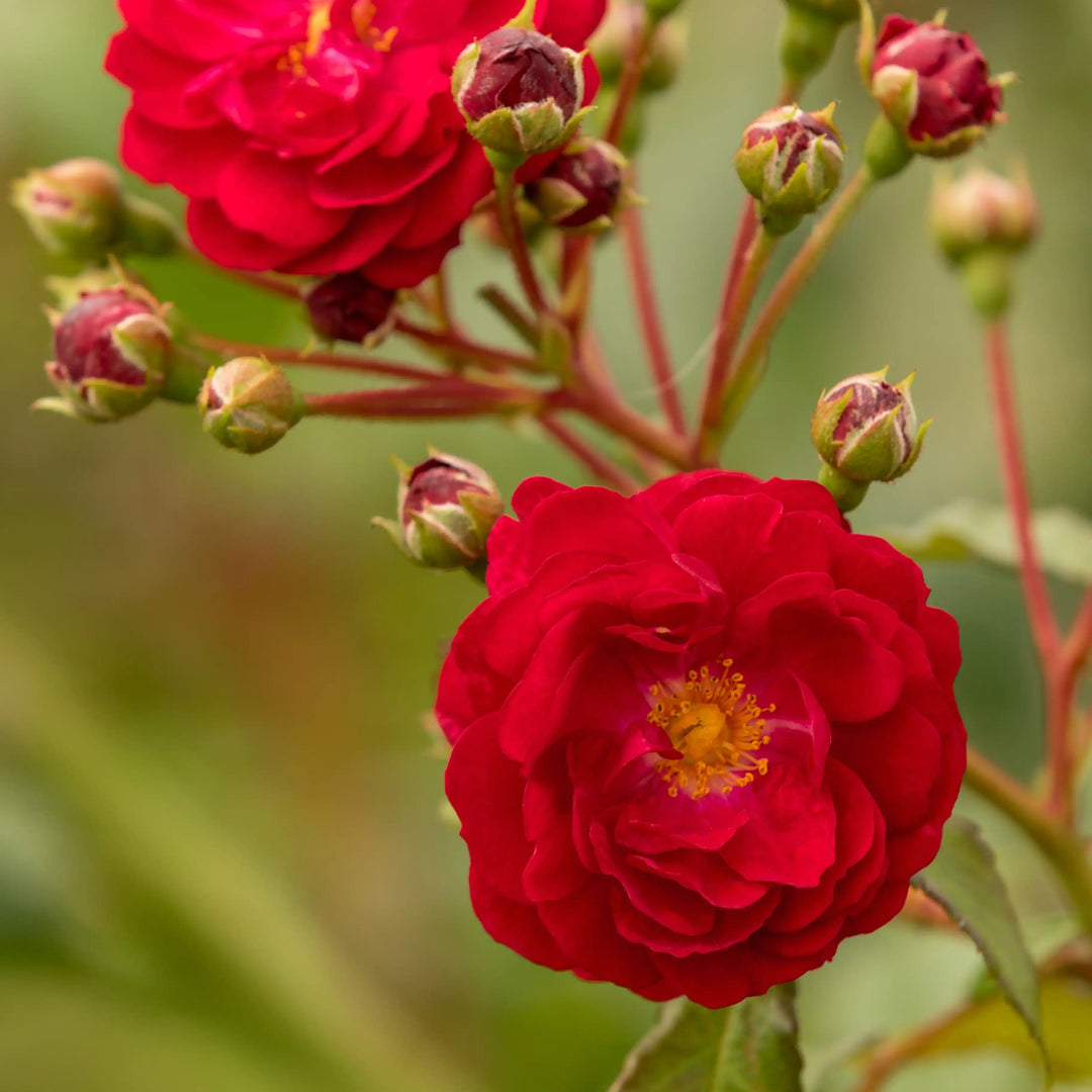 Two red flowers with green leaves on a blurred natural background