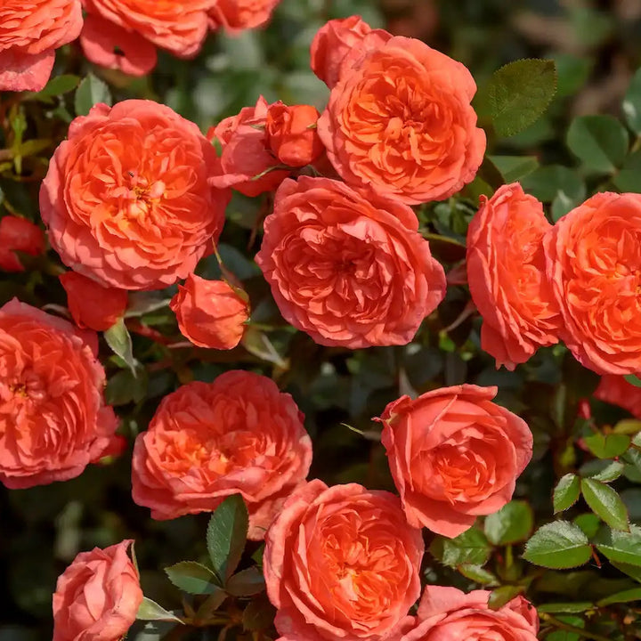 Bush of Scarlet Ella roses with green leaves