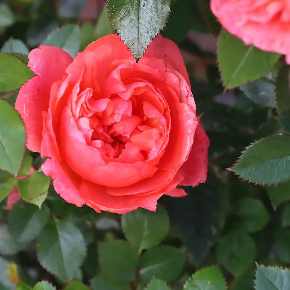 Close-up of a Scarlet Ella rose with green leaves