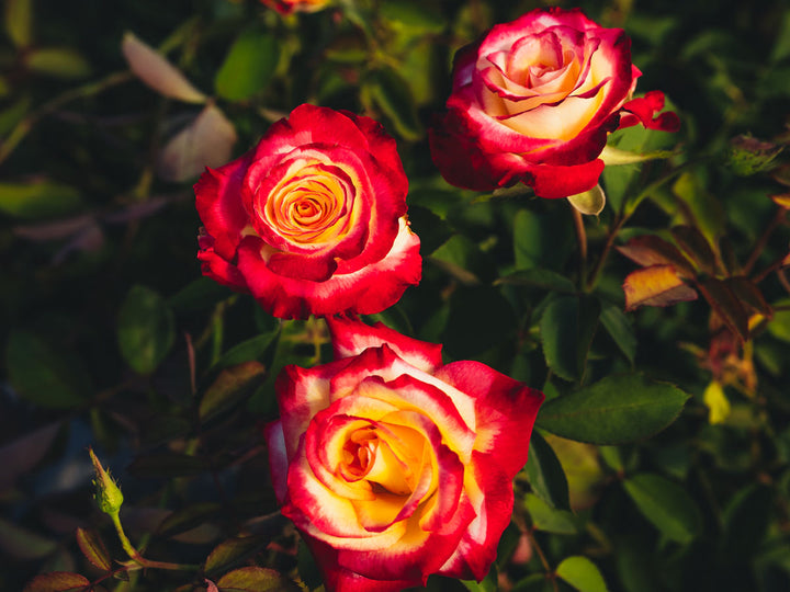 Strawberry Lemonade™