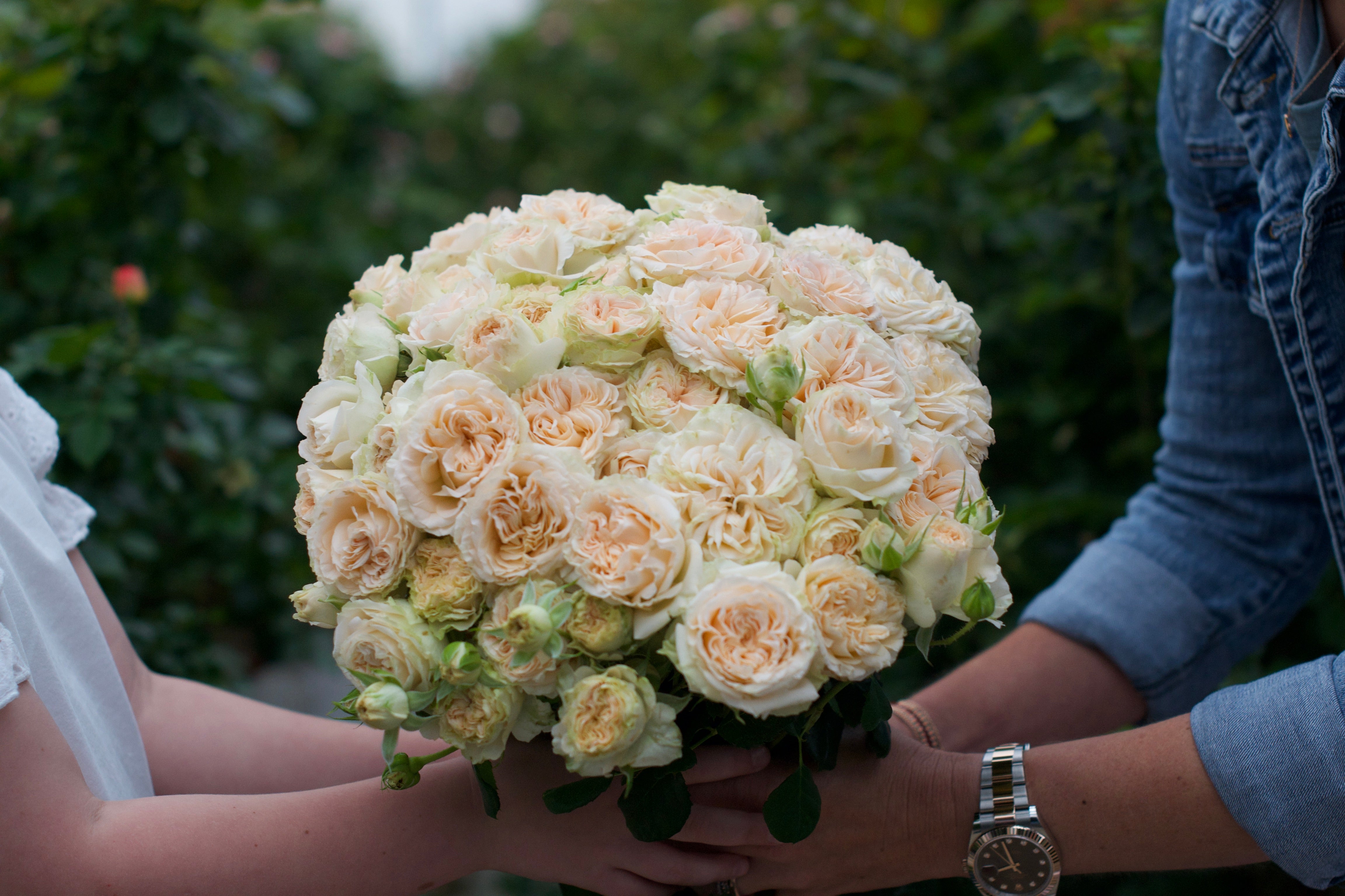 Zone 11 Rose Bush Collection | April & Ashley