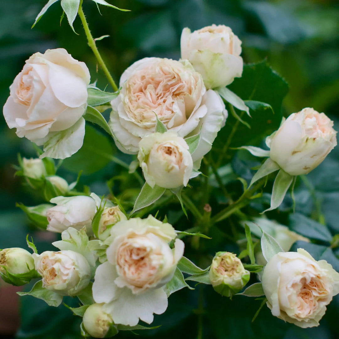 Summer Ruffle Roses Summerrose™ Pale Green & Creamy White Rose | April & Ashley