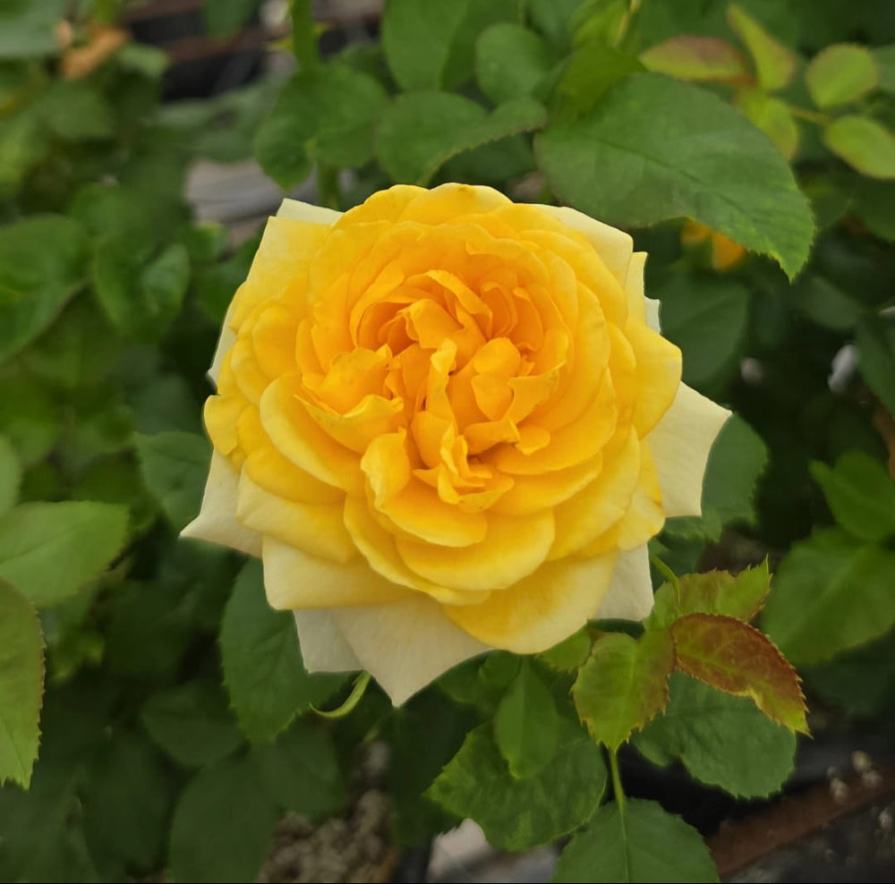 yellow rose bloom