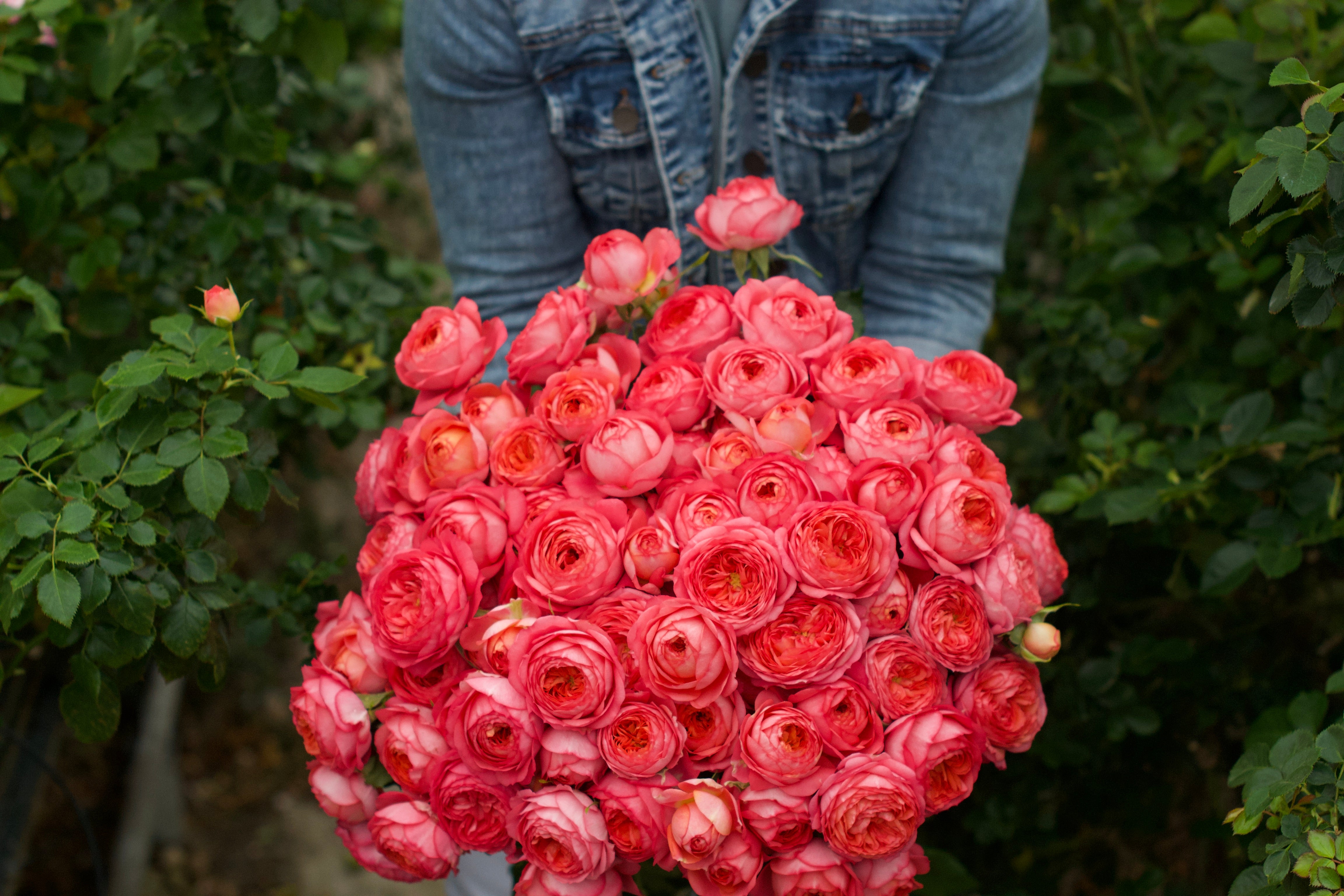 Zone 11 Rose Bush Collection | April & Ashley